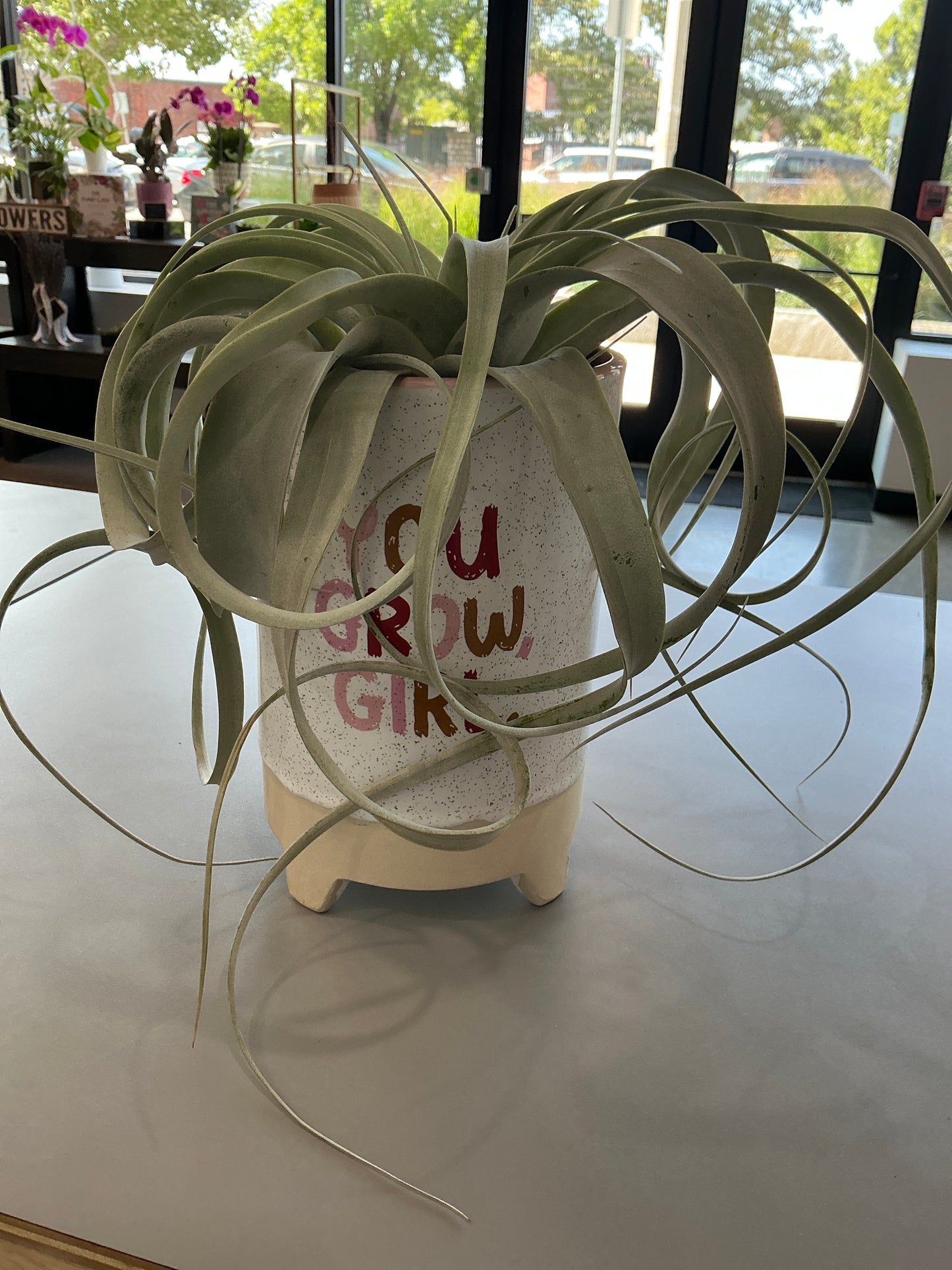 Air Plant-Tall Pot
