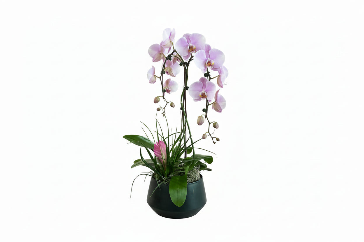 Luxe Orchid