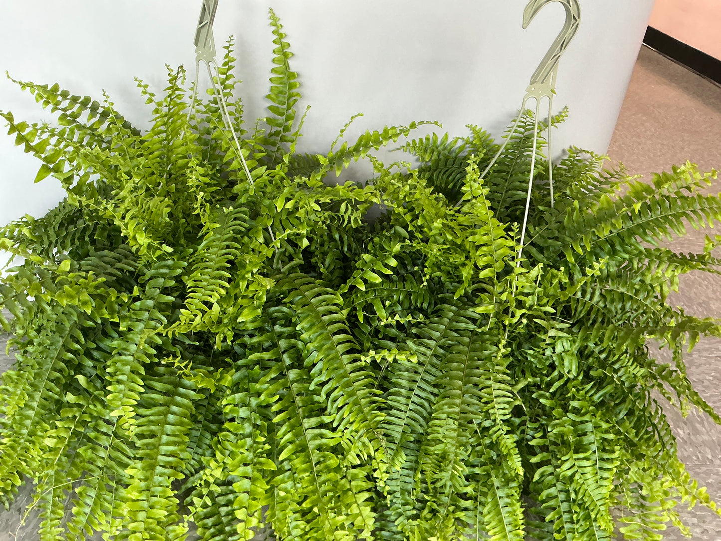 Boston Fern