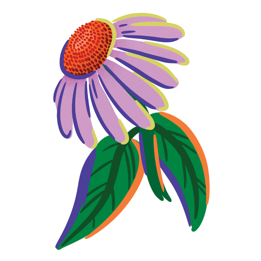 Coneflower Sticker