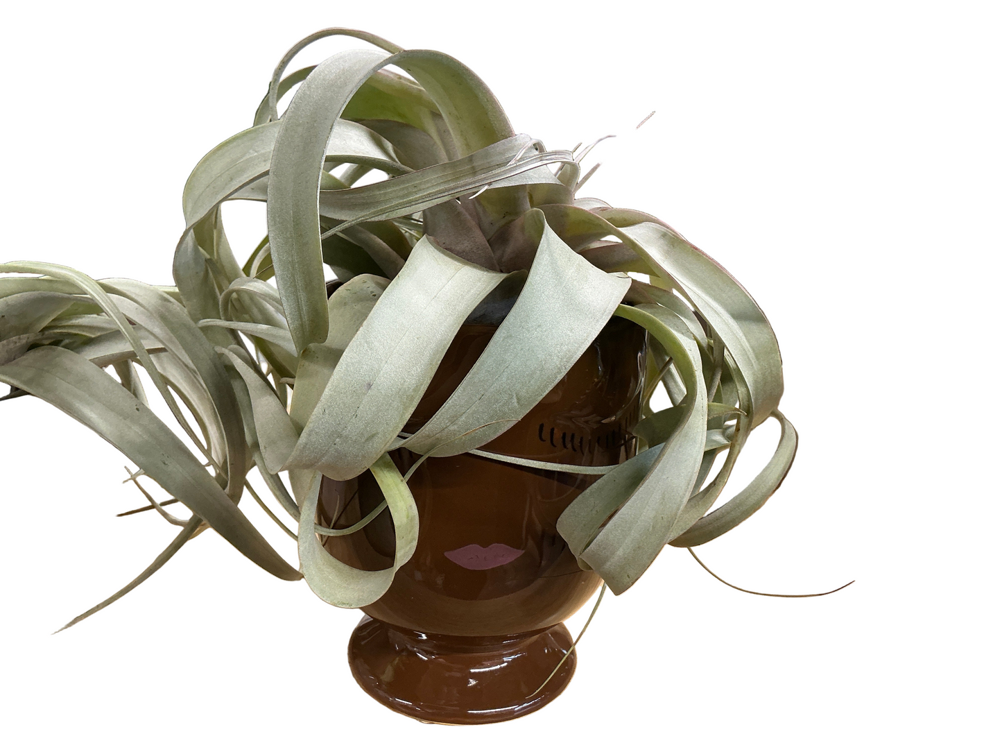Air Plant-Brown Pot