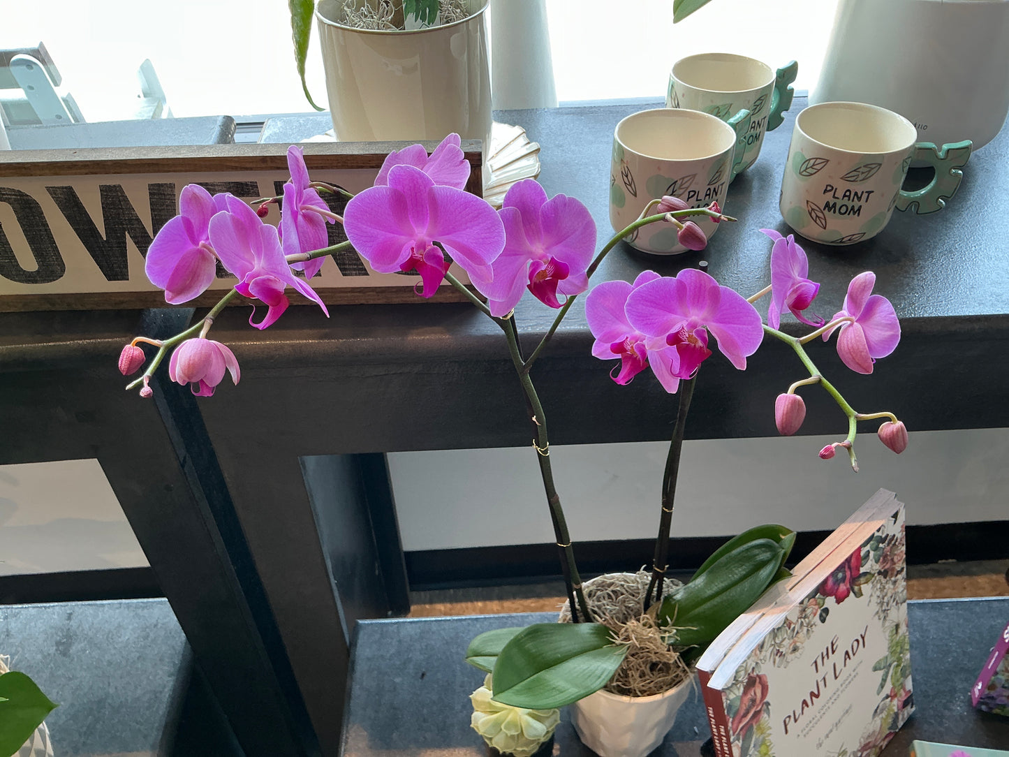 Orchid Plant - Purple (Double Stem)