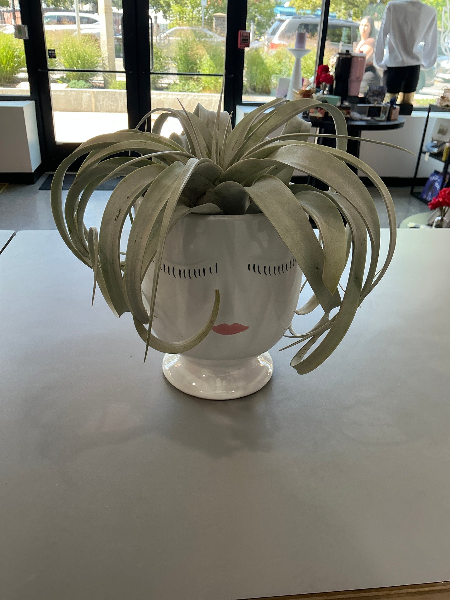 Air Plant-White Pot