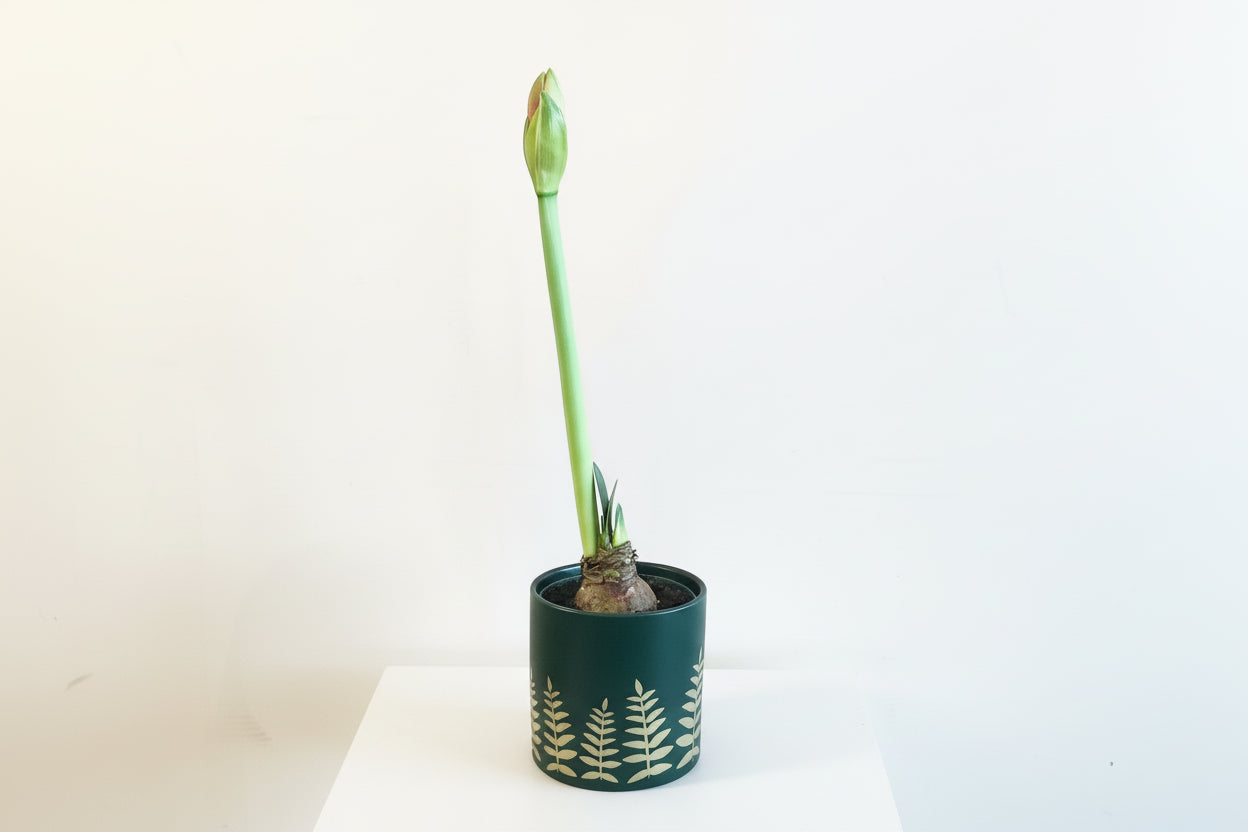 Amaryllis (Gold Medal) W/ Green Vase