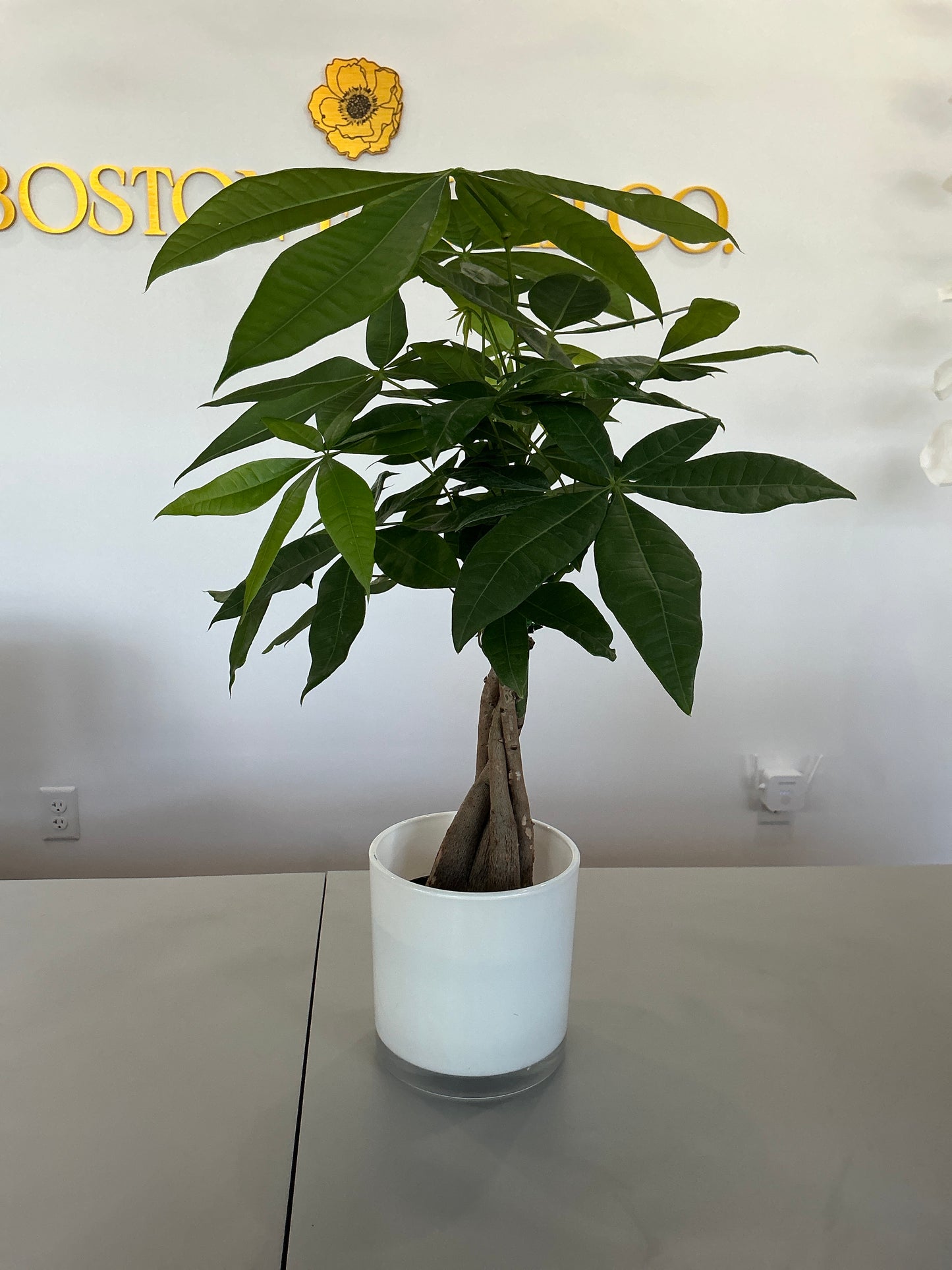 4’’ Money Tree With Pot