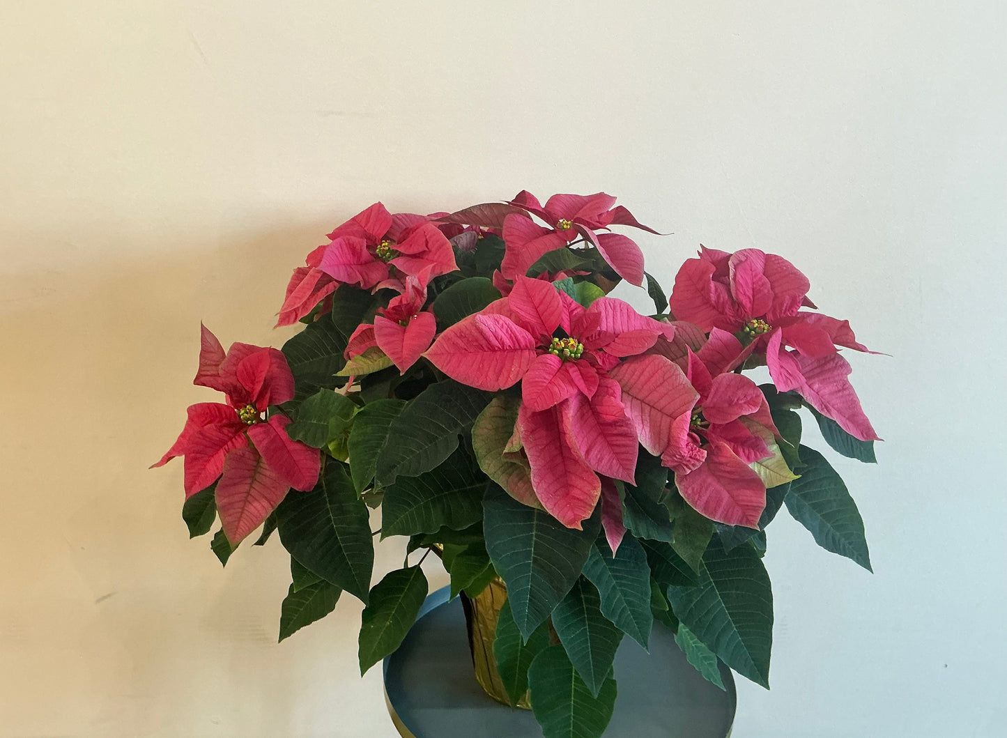 Poinsettia