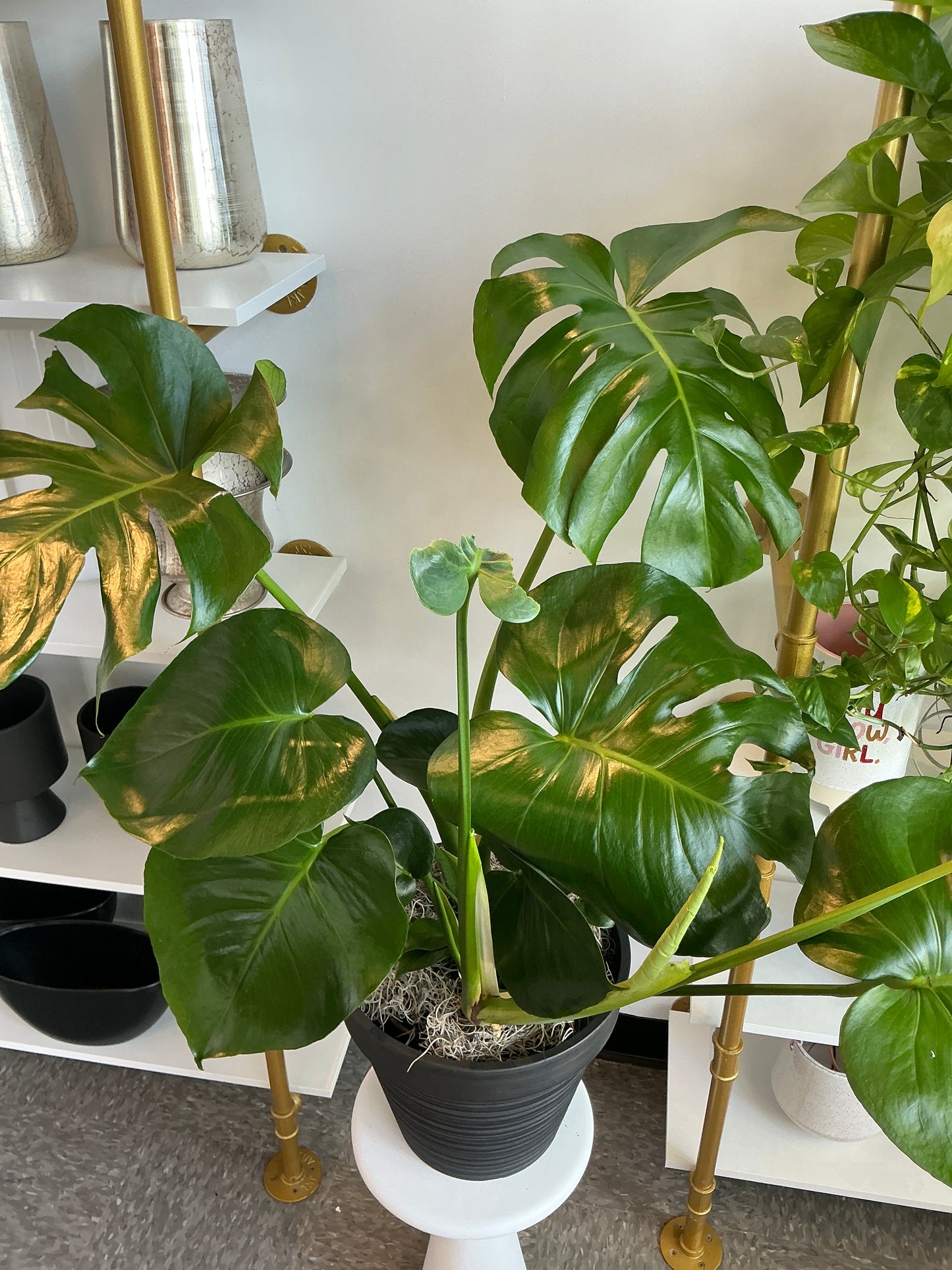 Monstera Plant