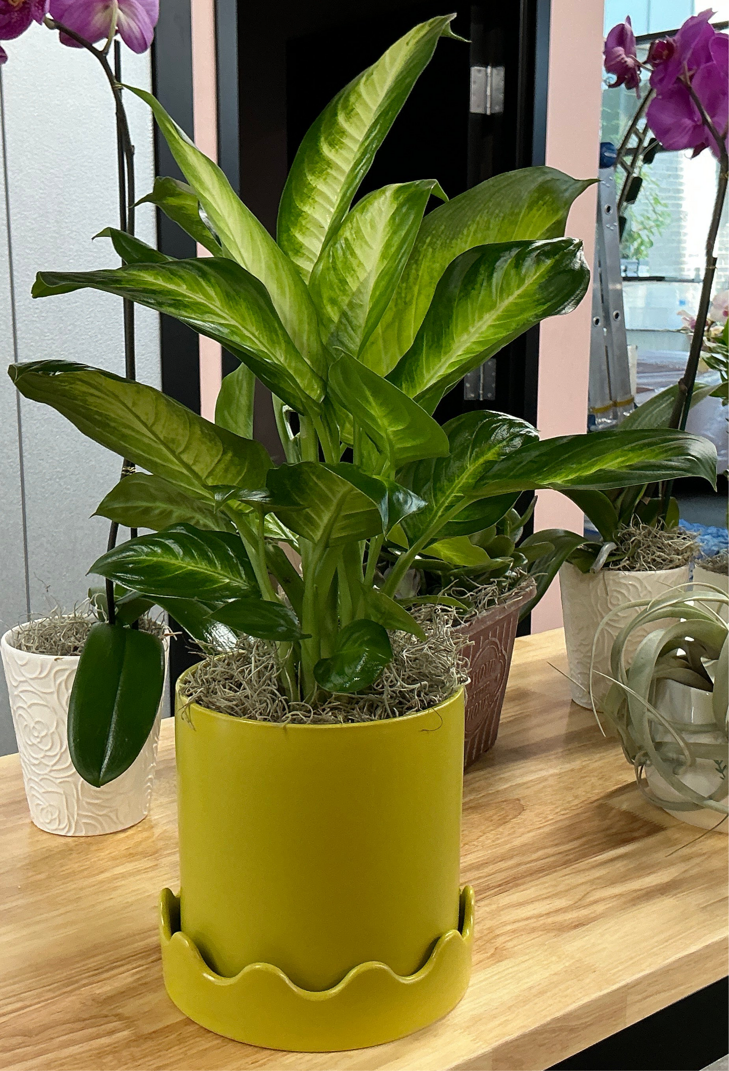 Dieffenbachia