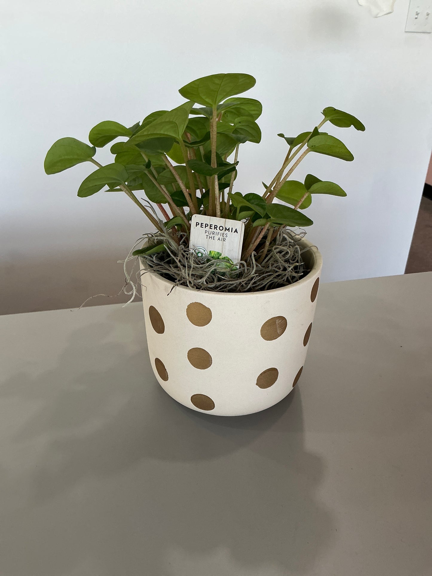Peperomia With Pot
