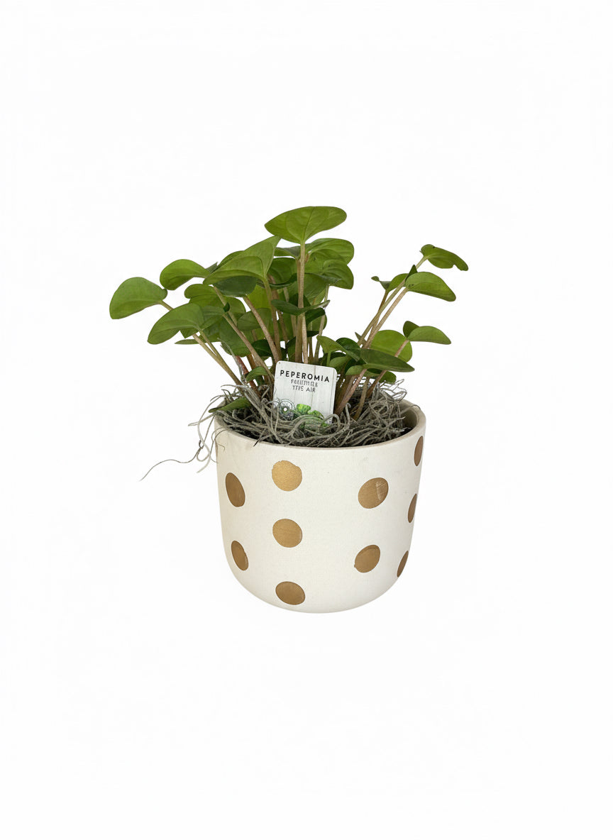 Peperomia With Pot