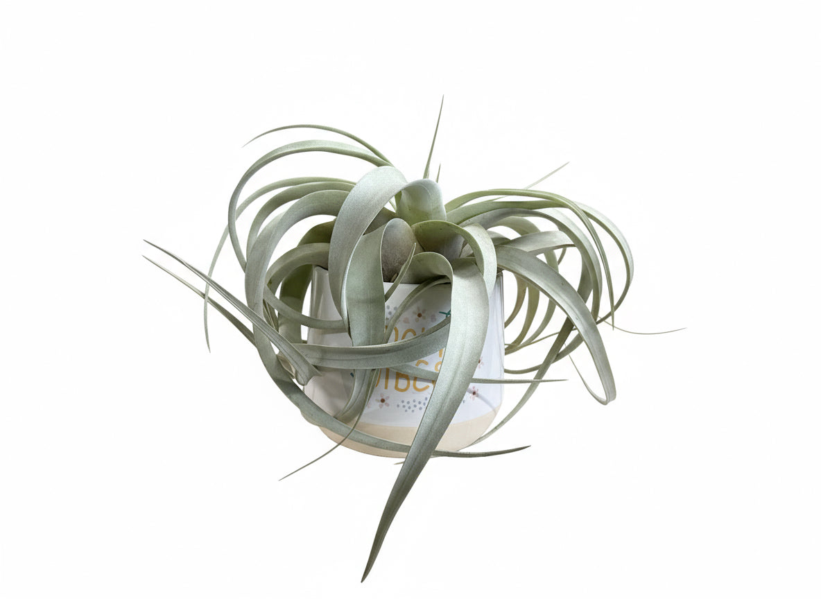 Air plant-Mom Vibes Pot