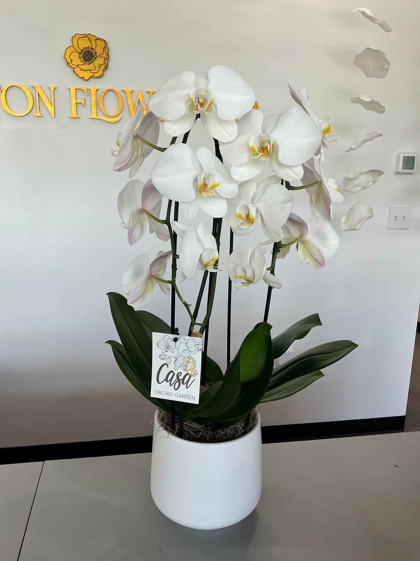 White Orchid