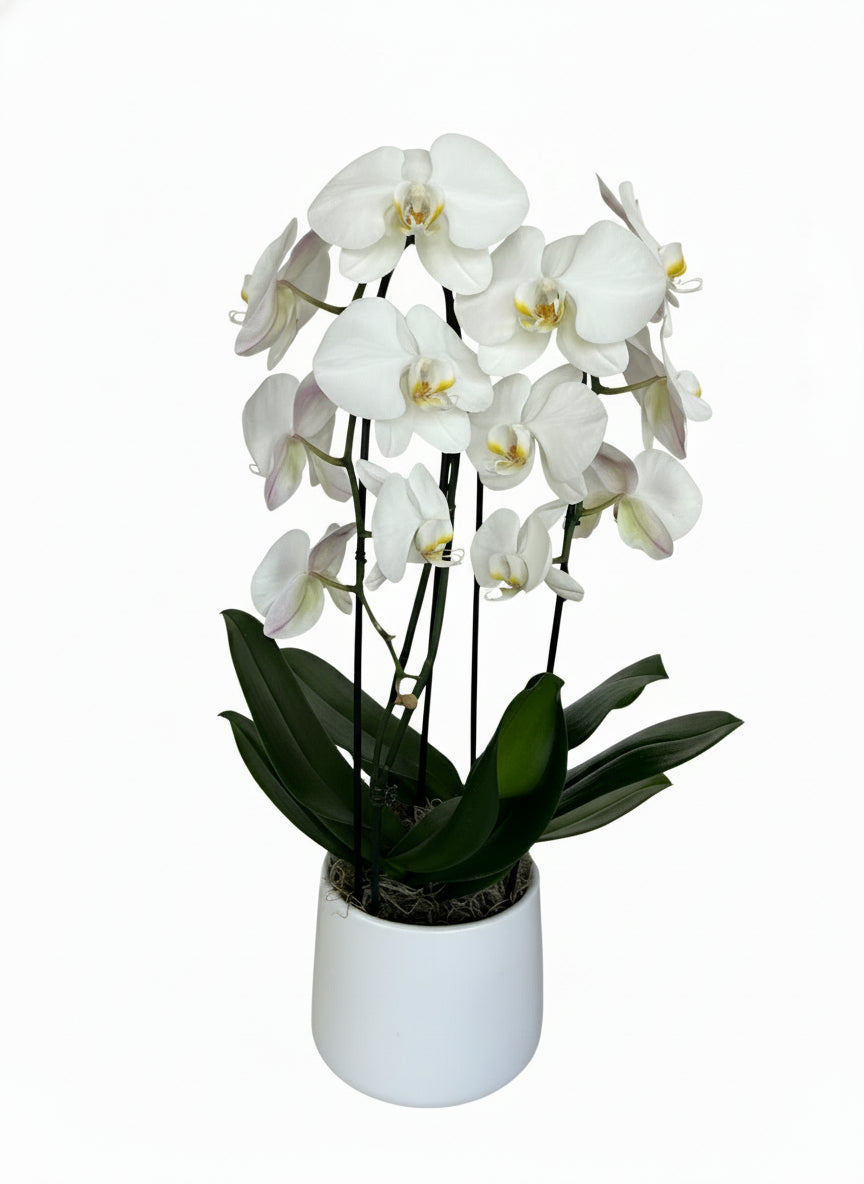 White Orchid