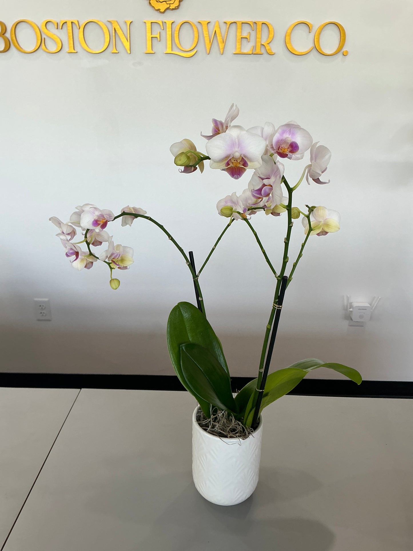 Orchid