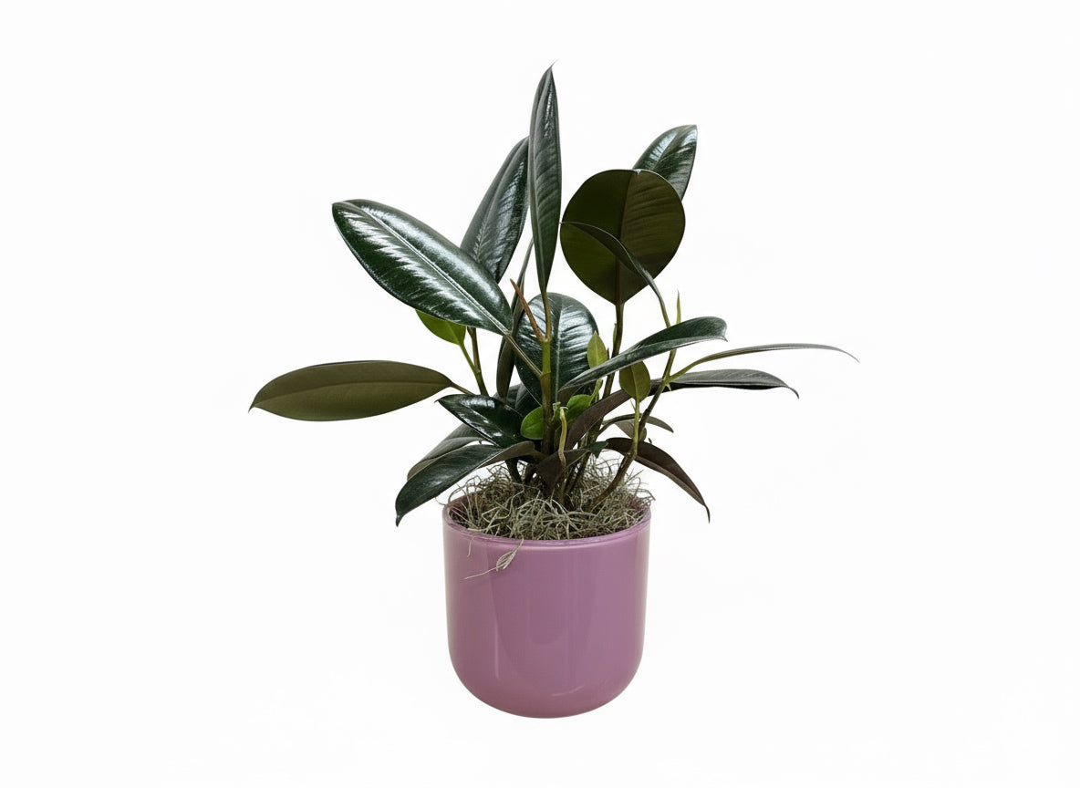 Rubber Plant-Purple Pot