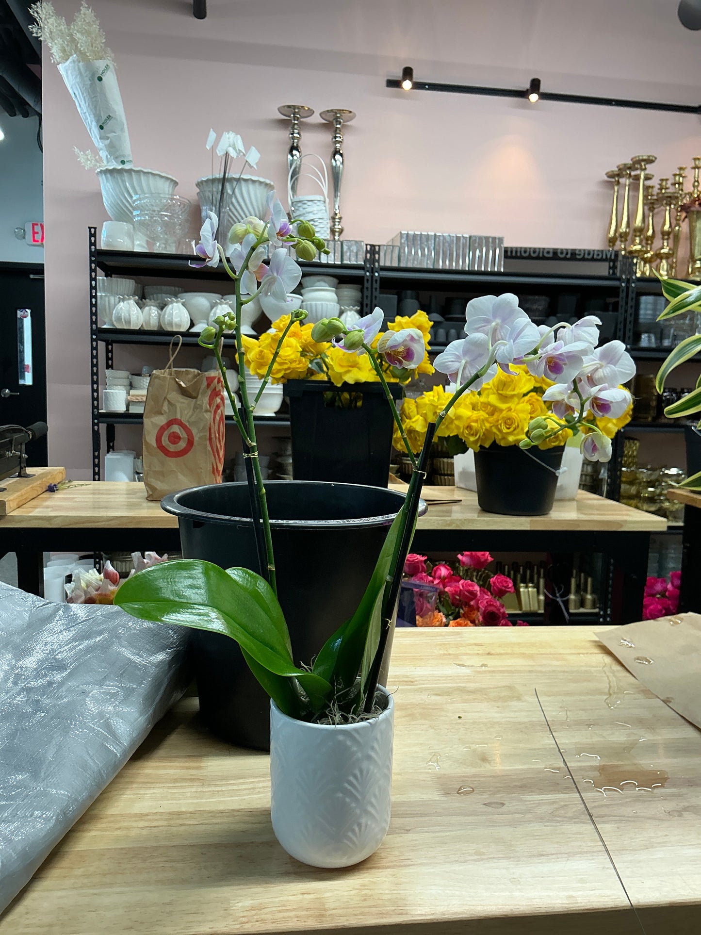 Orchid Plant-White Pot