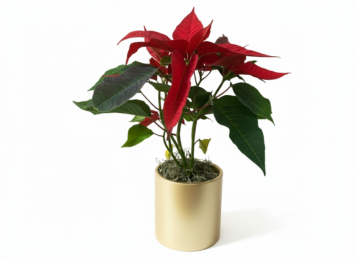 Poinsettia W/ Gold Vase