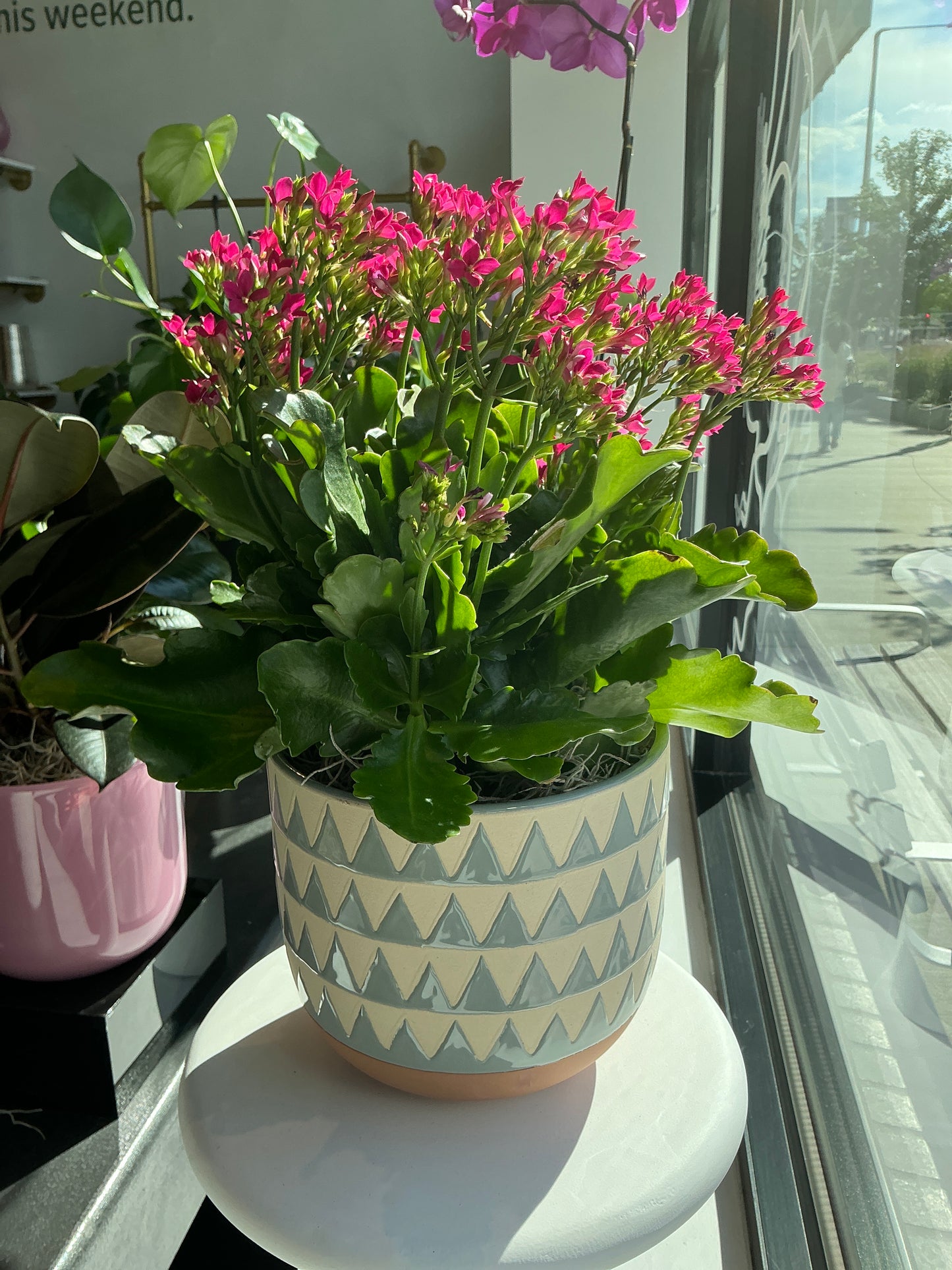 Kalanchoe Plant