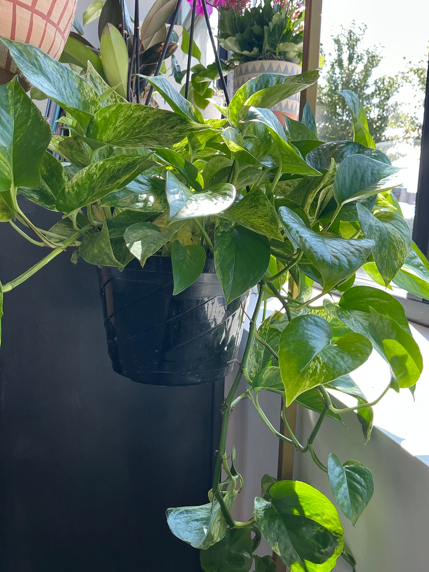 Plant - Pothos