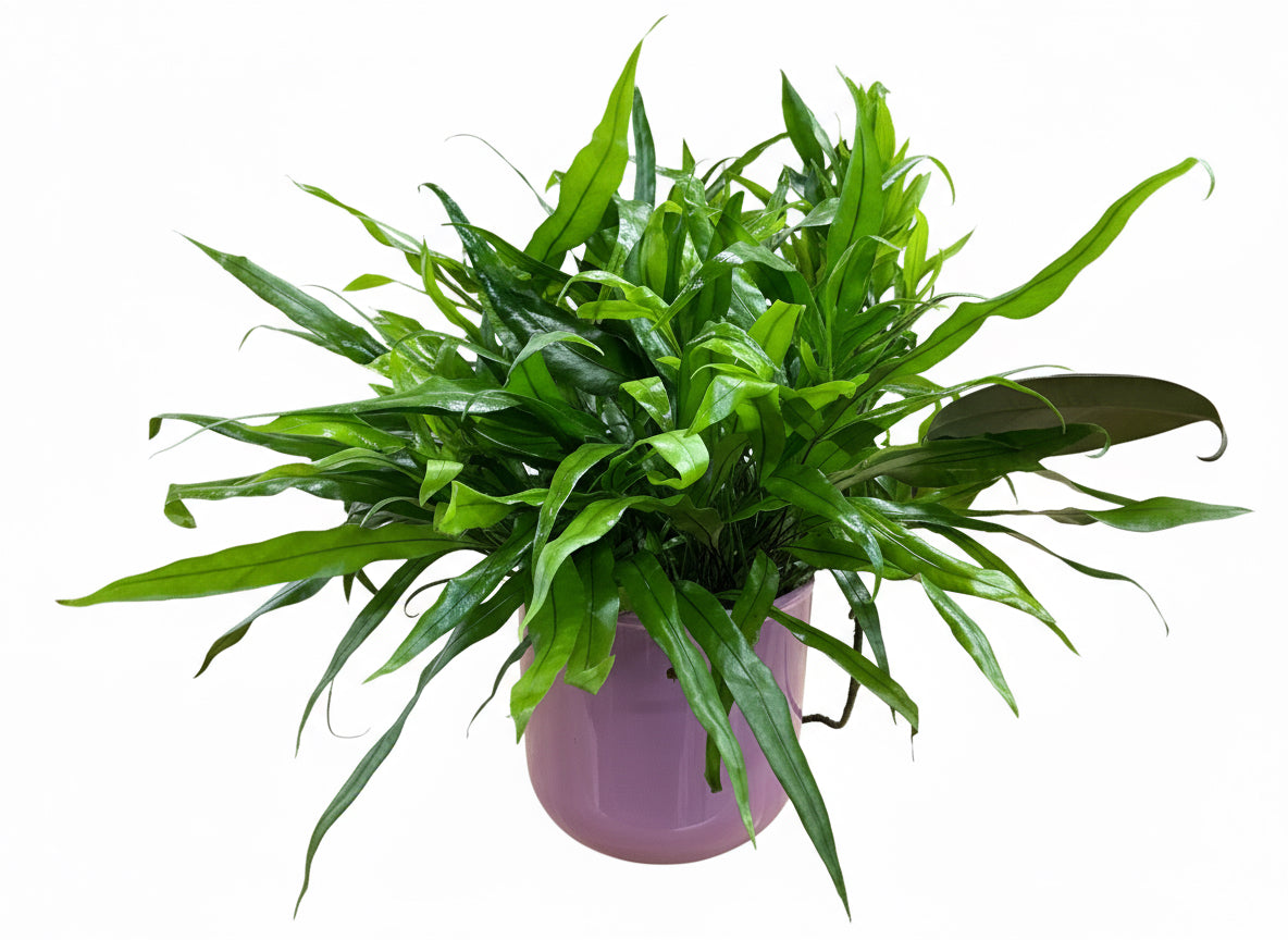 Rabbit Foot Fern-Navy Pot