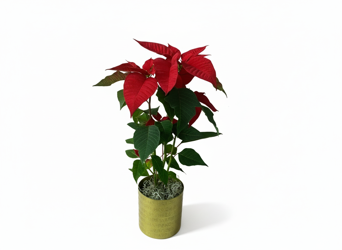 Poinsettia W/ Gold Happy Holiday vase