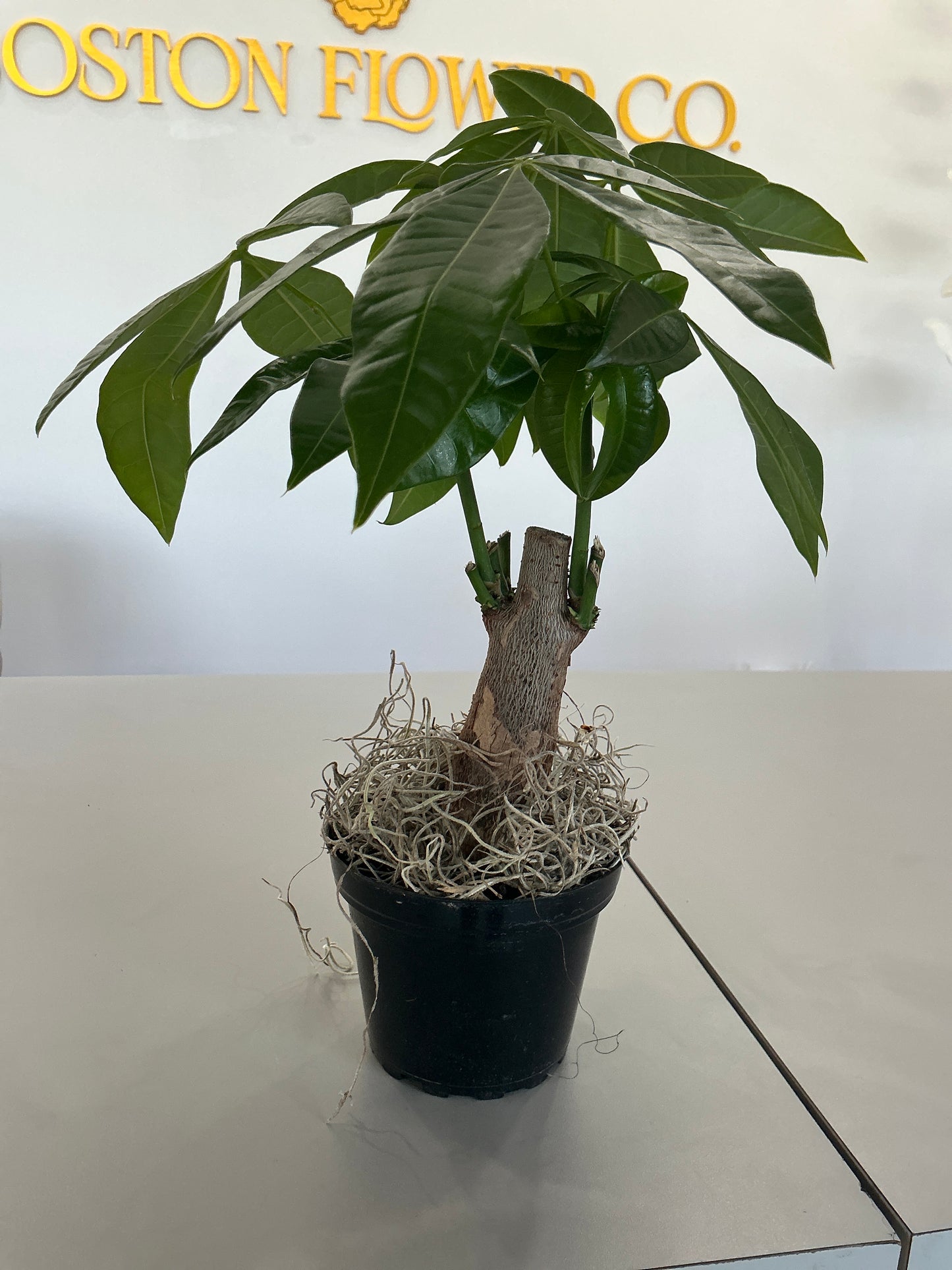 4" Money Tree