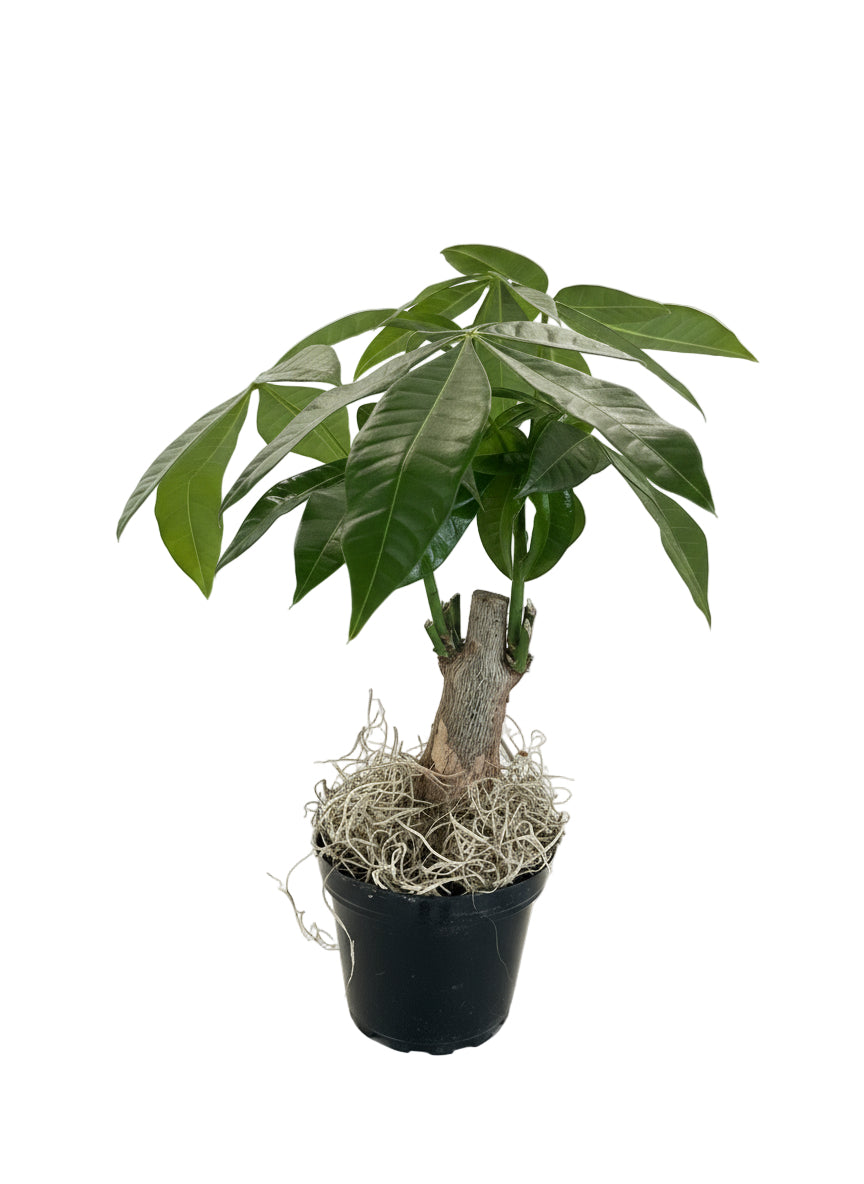 4" Money Tree