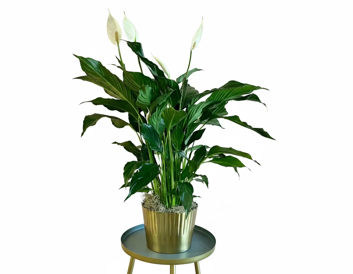 Tall Peace Lily in Gold Pot