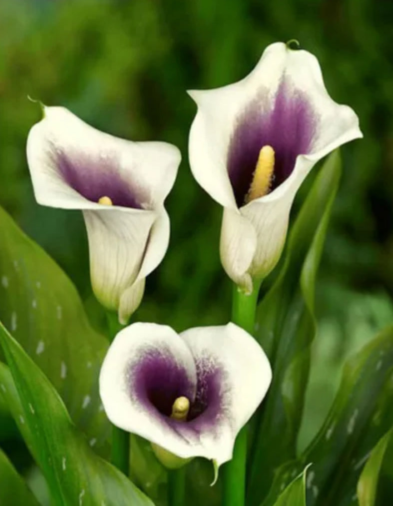 Calla Lilly