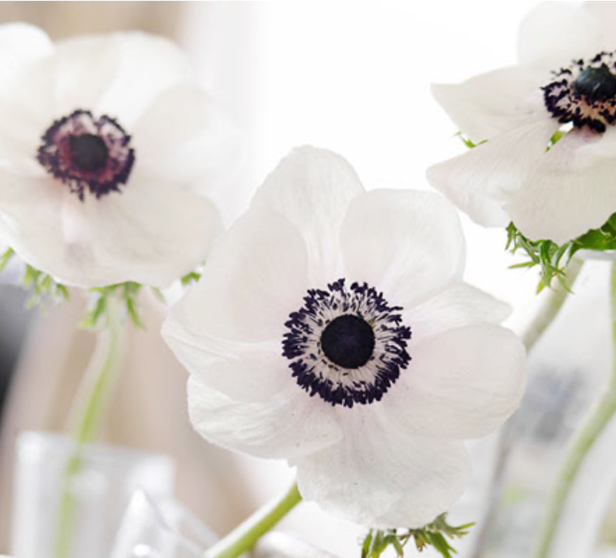 Anemone Flower