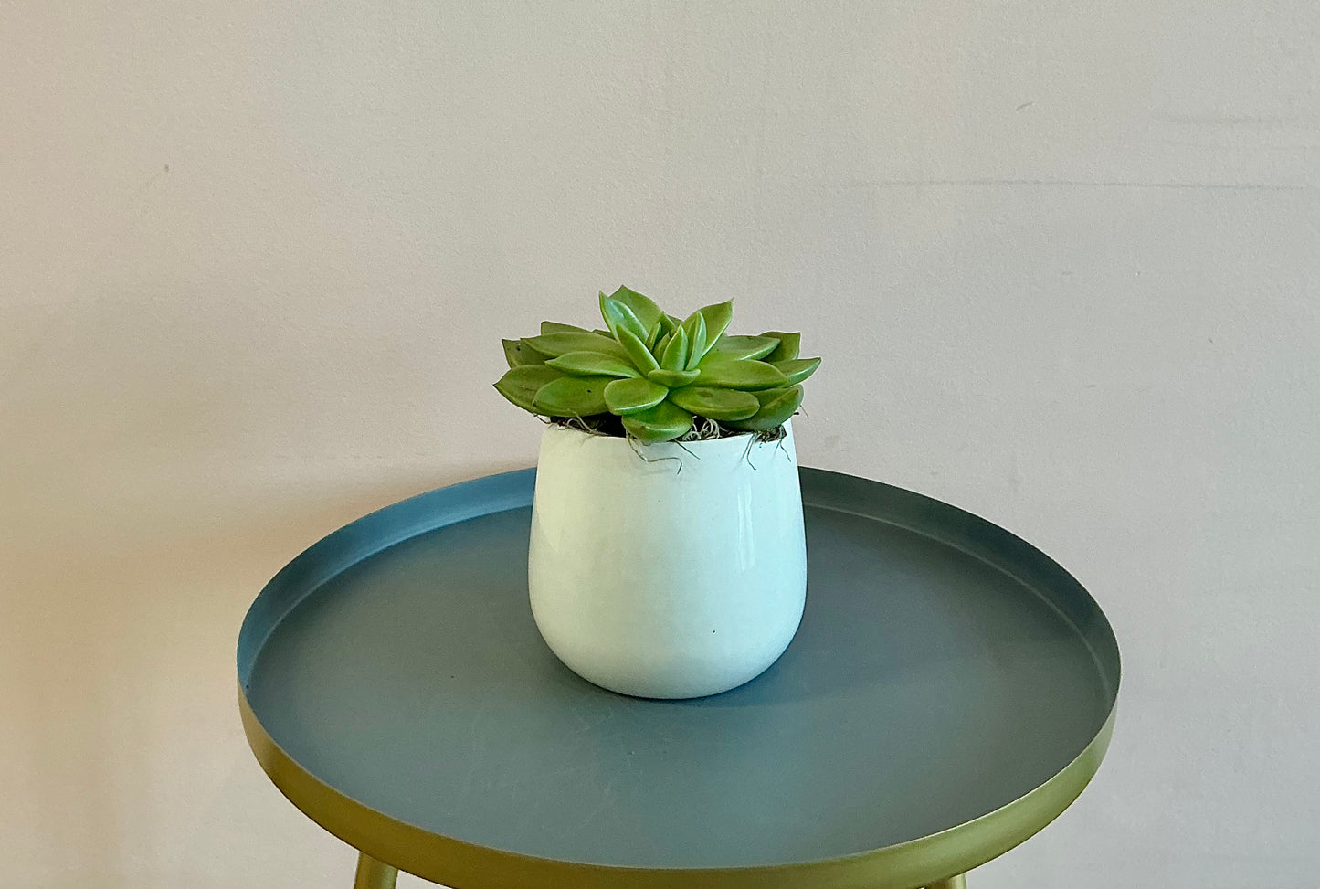Single succulent plant