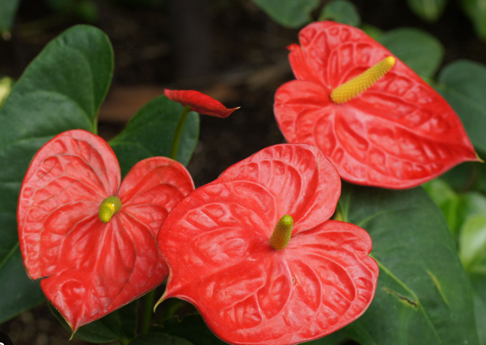 Anthurium Flower