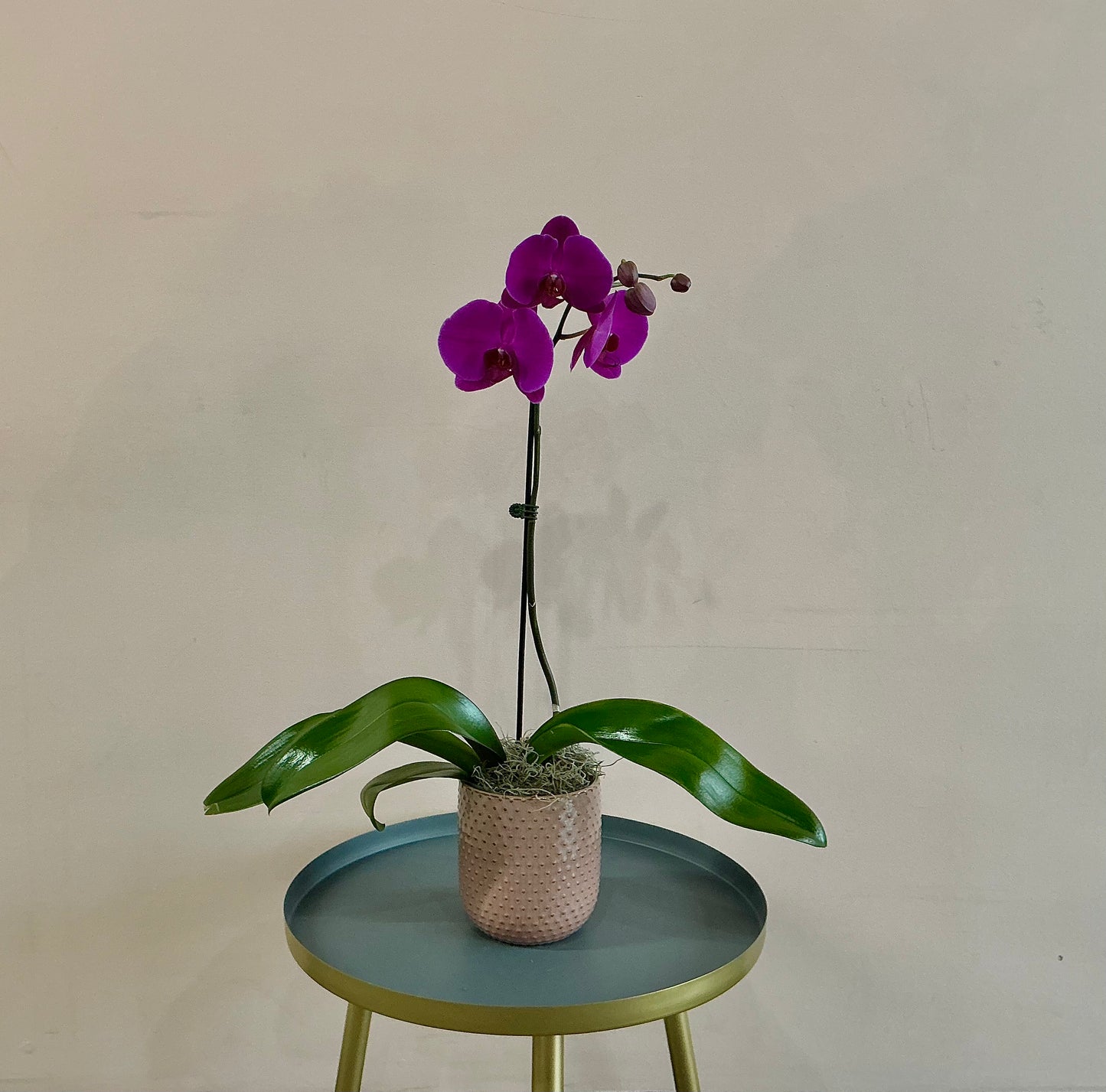 Orchid Plant - Purple (Single Stem)