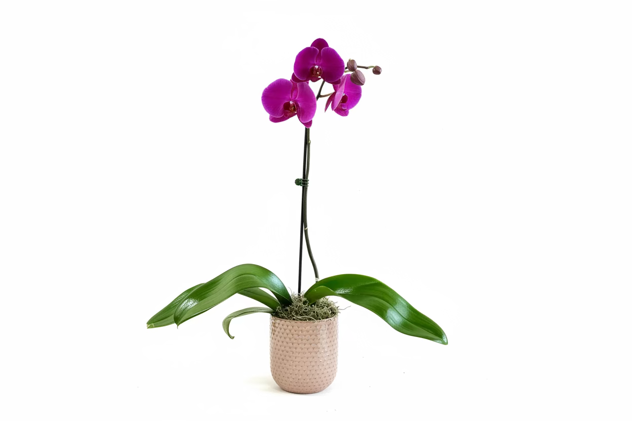 Orchid Plant - Purple (Single Stem)