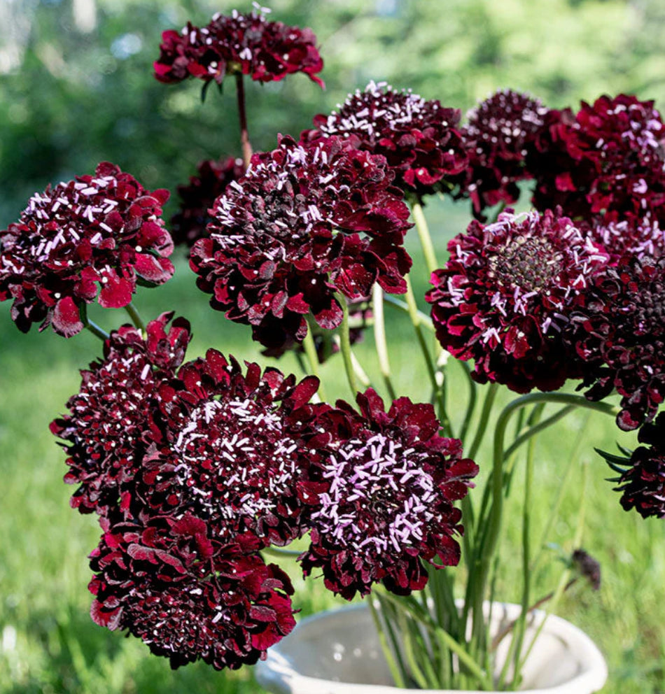 Scabiosa flower