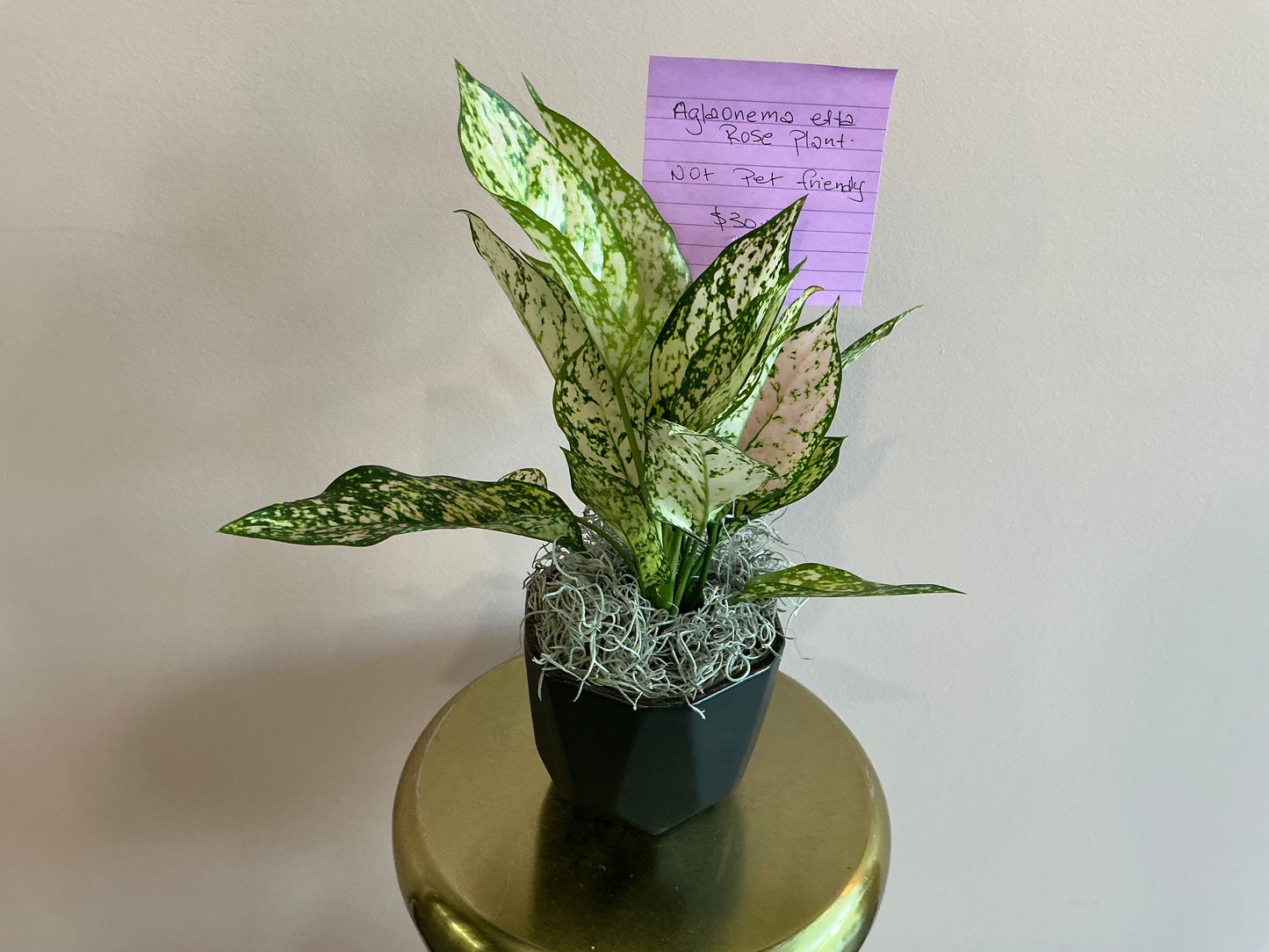 Aglaonema Etta (Rose Plant)