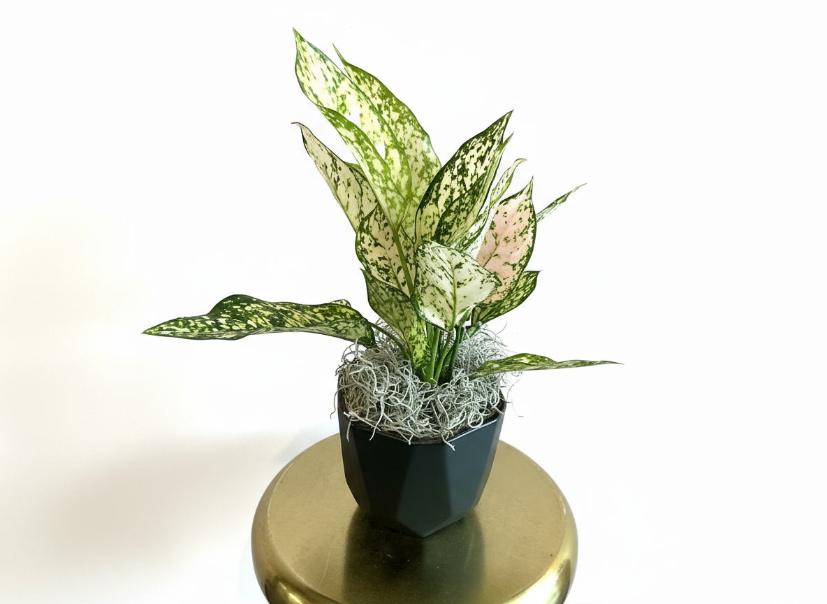 Aglaonema Etta (Rose Plant)