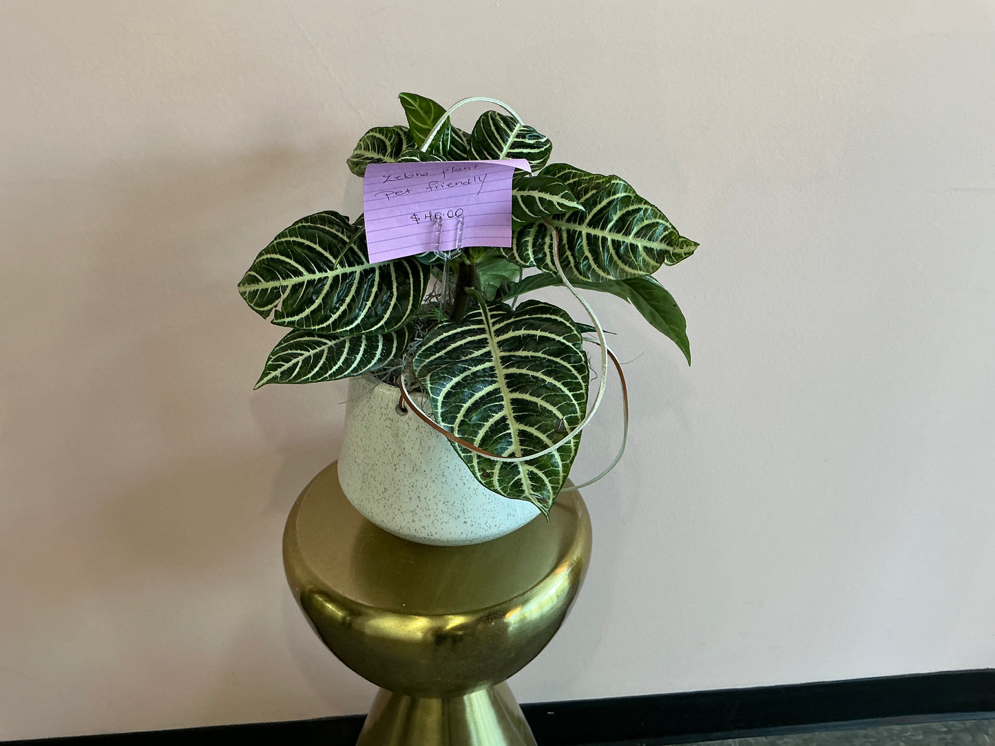Zebra Plant in Hanging Plant