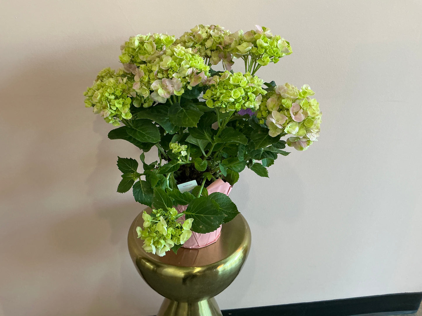 Hydrangea in pink pot