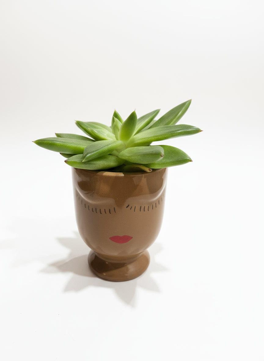 Succulent Plant in Celfie Pot