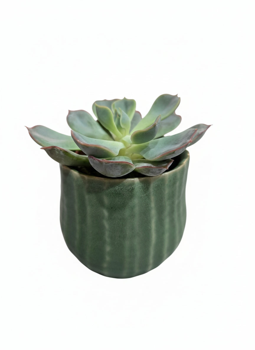 Succulent Plant in Green Vase