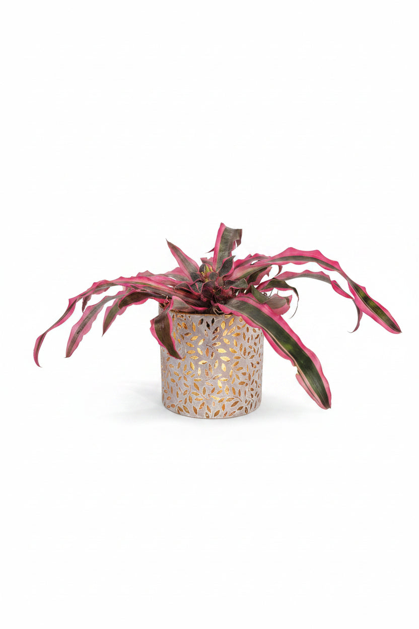 Crypthanthus