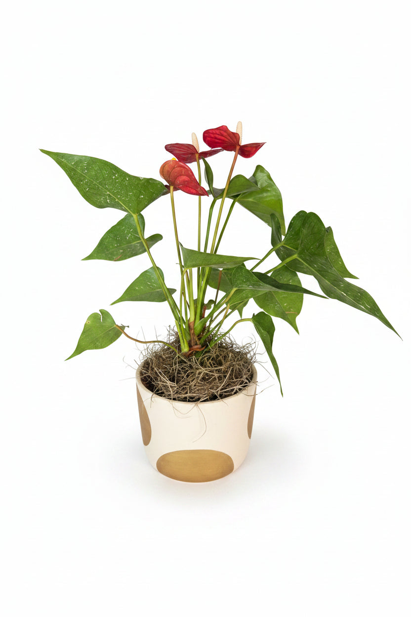 Anthurium