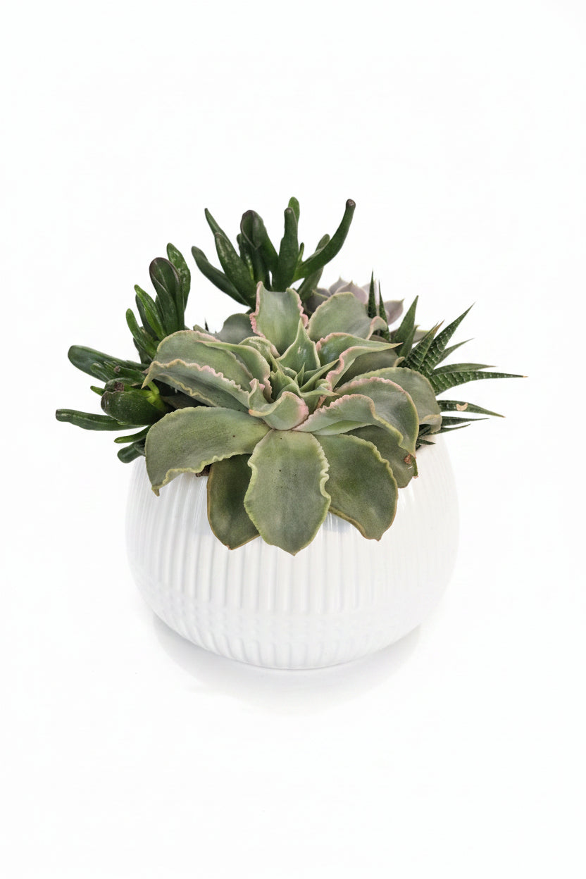 Succulent Garden