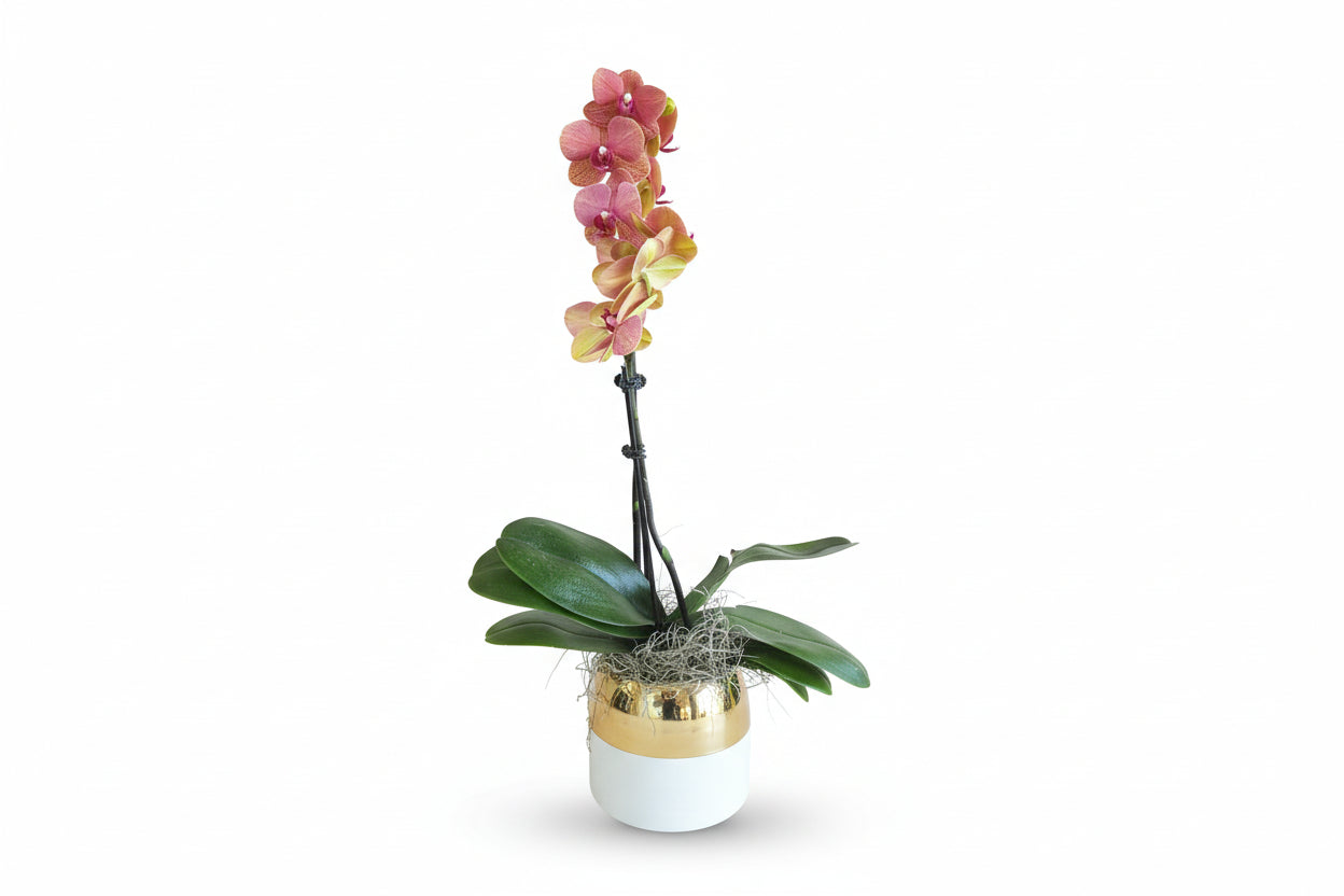Tropical Orchid