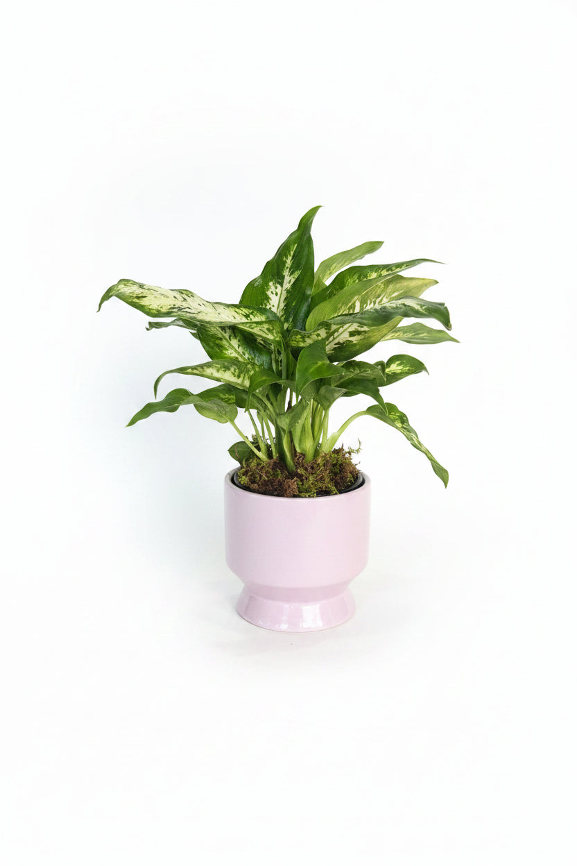 Dumb Cane