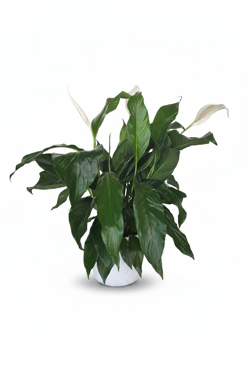Peace Lilly