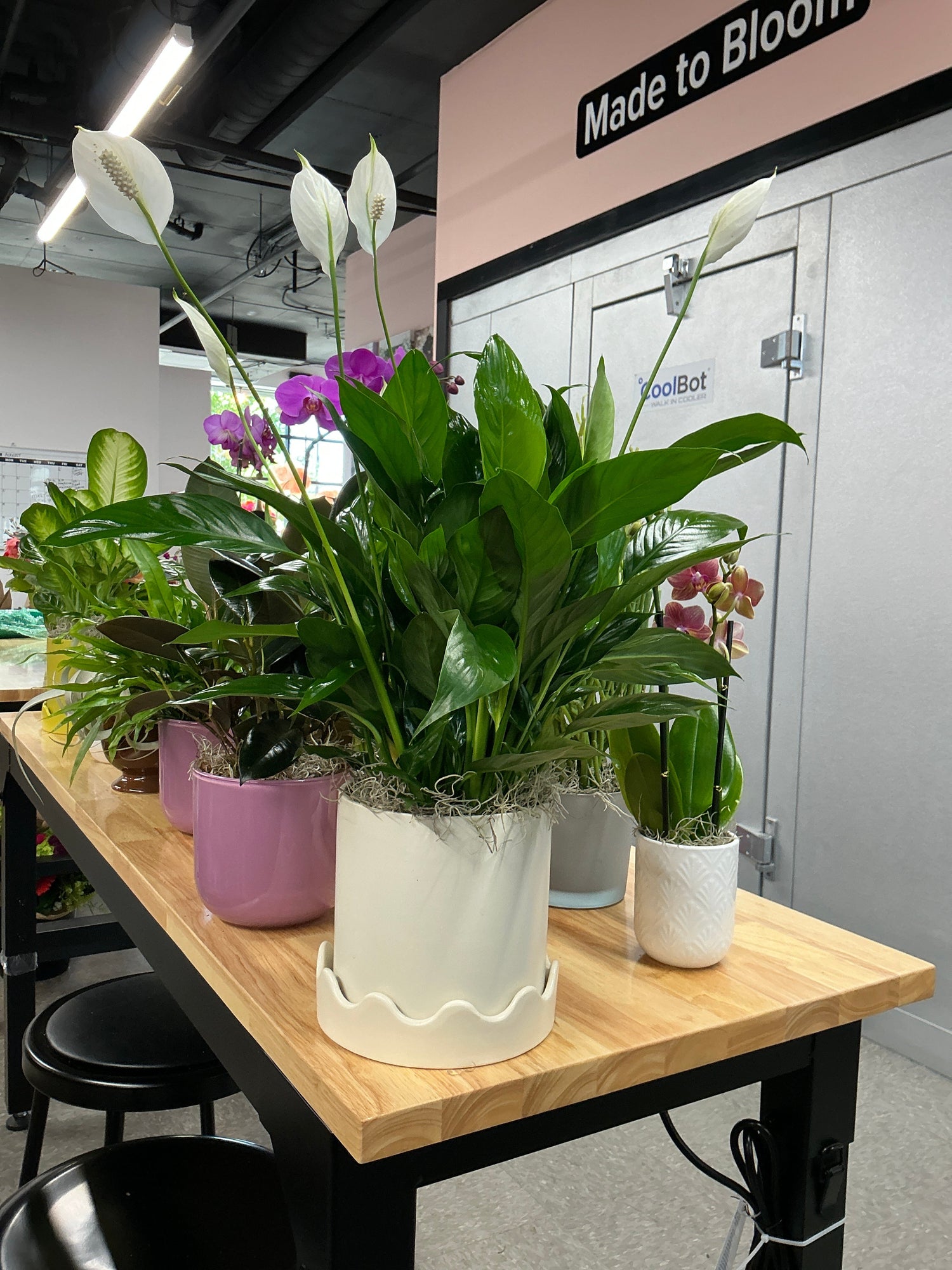 Plants