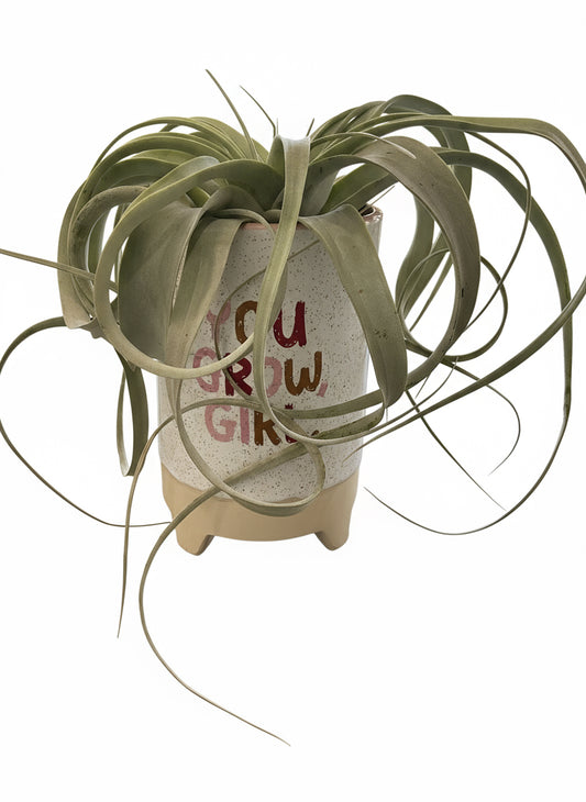 Air Plant-Tall Pot