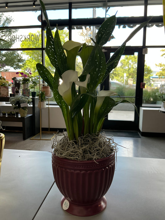 Calla Lily